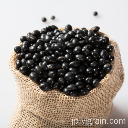 卸売農産物高品質の黒豆